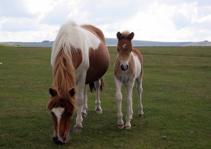 Dartmoor Pony,